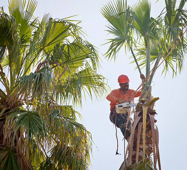 Best Tree Care Services  in Stepney, CT